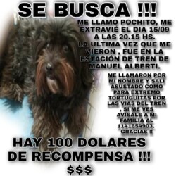 Nombre: Pochito / Sexo: Macho / Fecha: 15 de septiembre 2021 / Lugar: Estación Manuel Alberti / Contacto: 11-4165-4903