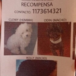 Nombres: Clowy (hembra) – Odin (macho) – Rolly (macho) / Fecha: 8 de agosto 2022 /
Lugar: Padre Stoppler y Patricia Mendocina (Ing. Pablo Nogués) / Contacto: 11-7361-4321