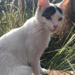 Nombre: Kim / Fecha: 5 de enero 2023 / Lugar: Sanabria entre Sucre y Tres Arroyos (Villa de Mayo) / Contacto: 11-3144-2936 (Natalia)