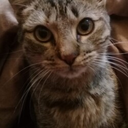 Nombre: Barcina / Sexo: hembra (8 meses) / Fecha: 4 de julio 2021 / Lugar: Manuel de Escalada y Rawson, Villa de Mayo / Contacto: 11-6196-2872