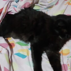 Fecha: Enero 2023 / Lugar: Güemes entre Serrano y Muñoz (San Miguel) / Sexo: Macho / Contacto: 11-3317-8504