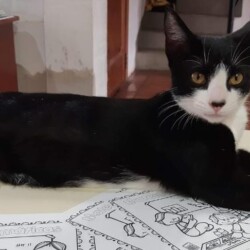 Fecha: Enero 2023 / Lugar: Güemes entre Serrano y Muñoz (San Miguel) / Sexo: Hembra / Contacto: 11-3317-8504