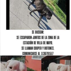 Fecha: 30 de noviembre 2024 / Lugar: Inmediaciones a la estación de Villa de Mayo / Sexo: Machos / Contacto: 11-3679-1517