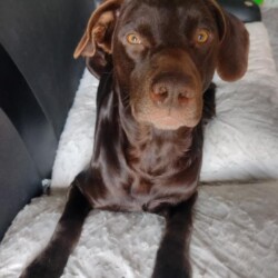 Lugar: Cruce de José C. Paz / Sexo: Macho / Edad: 3 años / Contacto: 11-5722-0306