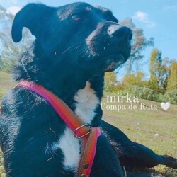 Fecha: 31 de diciembre del 2025 / Lugar: Cerca de Nazca y Valparaíso (Ing. Pablo Nogués) / Sexo: Hembra / Contacto: 11-6169-0908