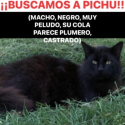 Fecha: 11 de julio de 2025 / Lugar: Almirante Brown entre Haití y Canadá (Tortuguitas) / Sexo: Macho / Contacto: 11-7631-4791 o 11-7631-4789.