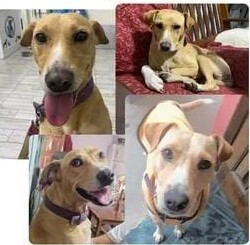 Fecha: 05 de julio de 2025 / Lugar: Rotonda de Grand Bourg / Sexo: Macho / Contacto: 11-55-83-1391